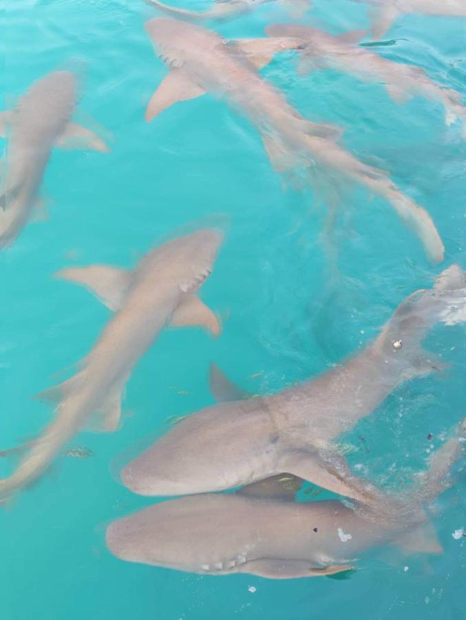 Rasdhoo Rashuthere Maldives מראה חיצוני תמונה