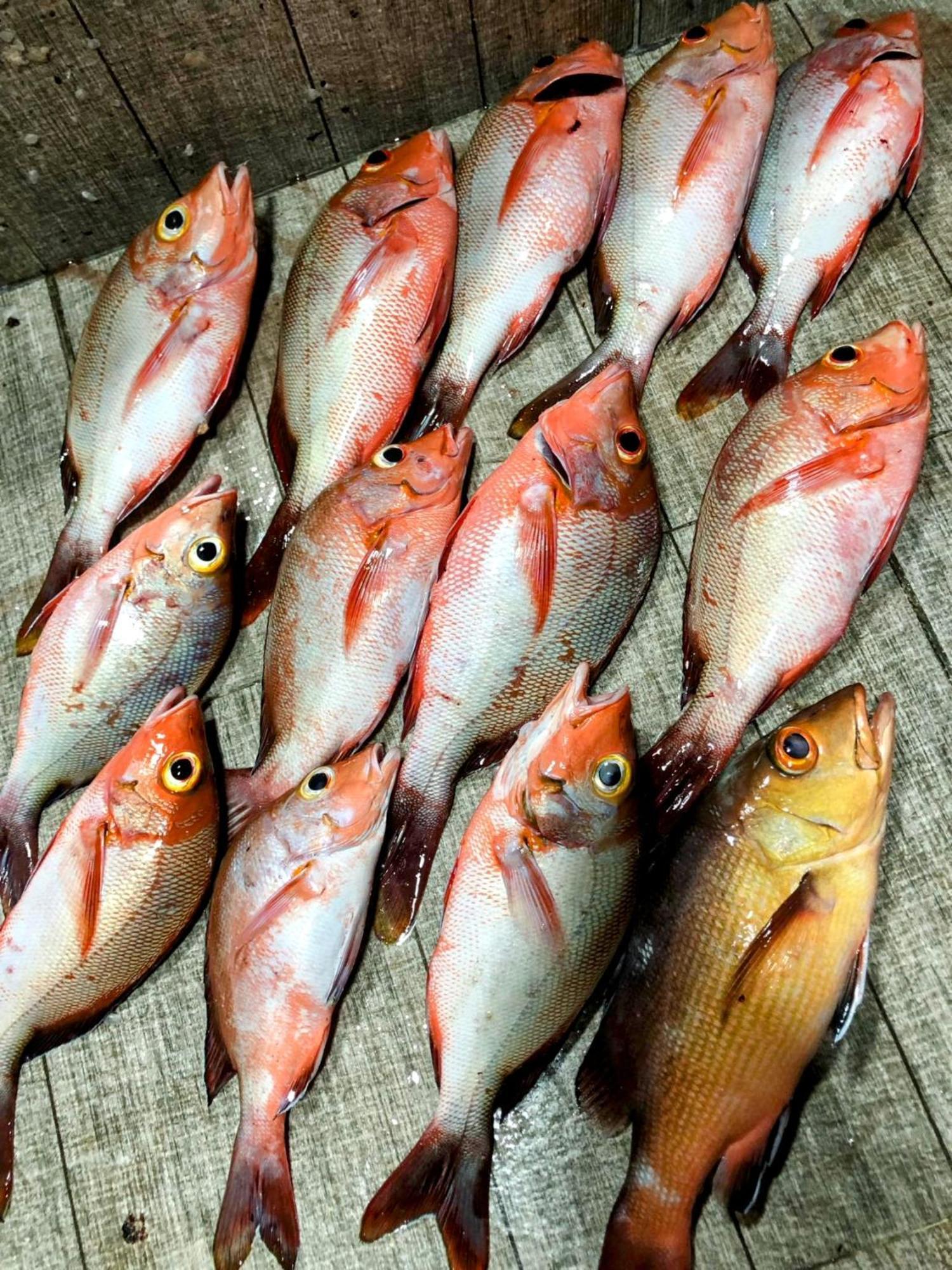 Rasdhoo Rashuthere Maldives מראה חיצוני תמונה