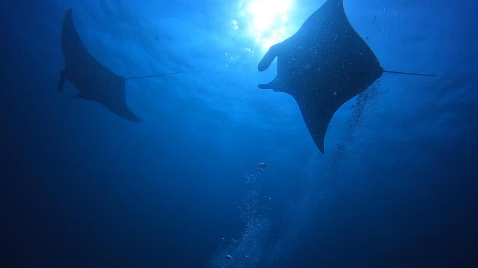 Rasdhoo Rashuthere Maldives מראה חיצוני תמונה