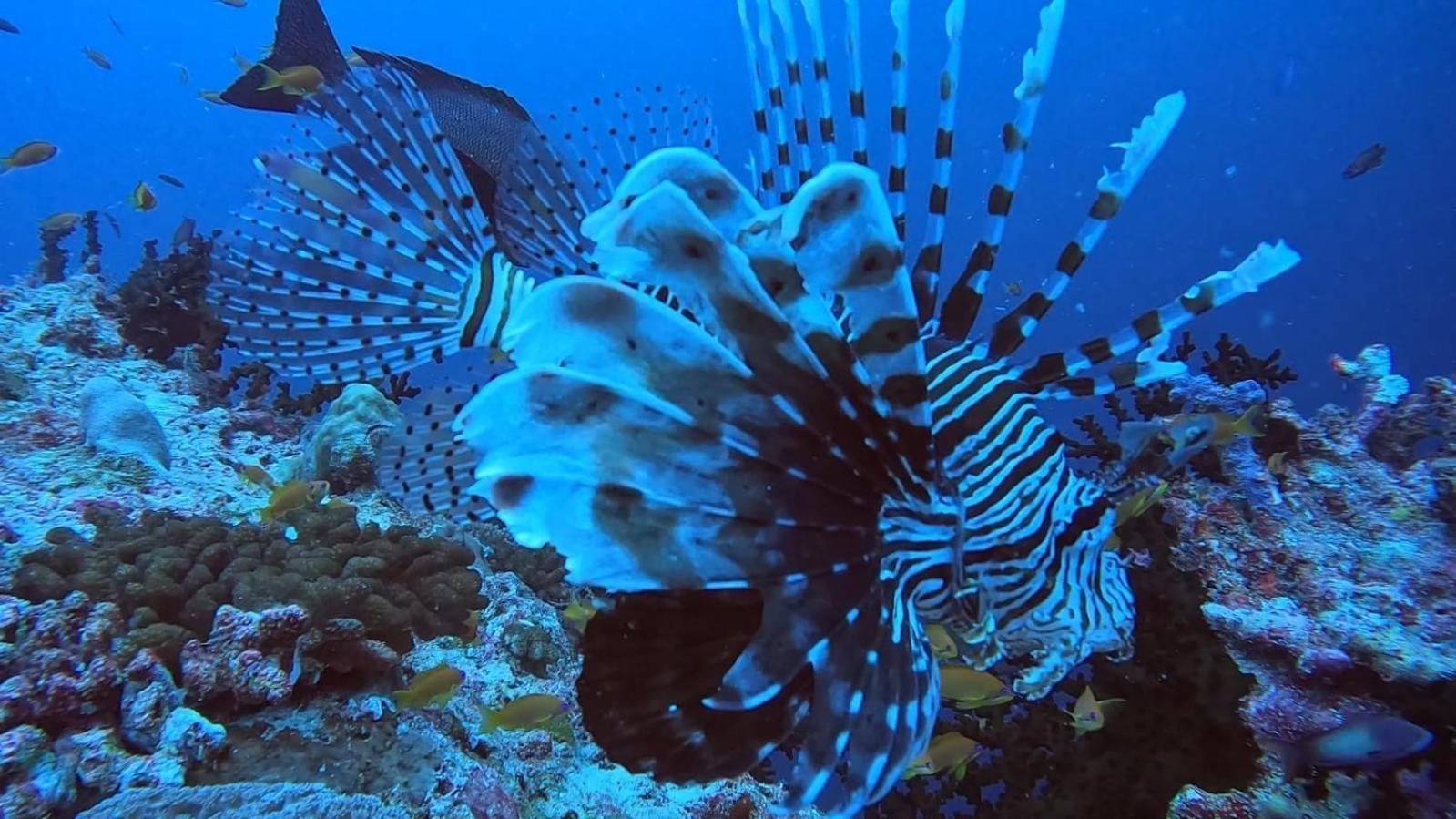 Rasdhoo Rashuthere Maldives מראה חיצוני תמונה