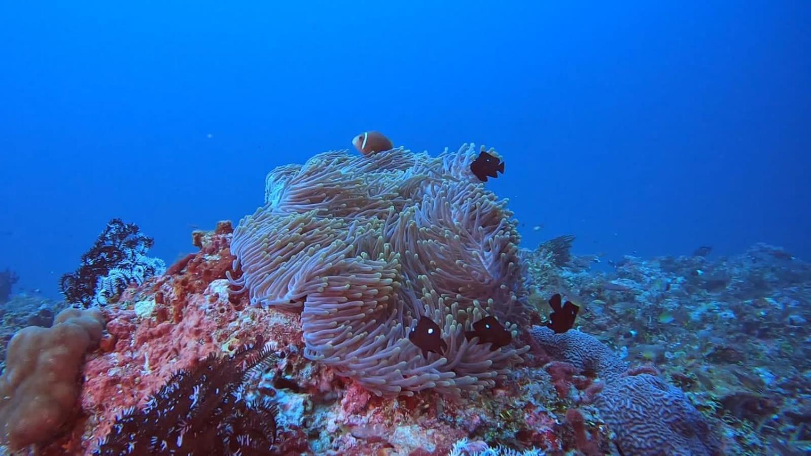 Rasdhoo Rashuthere Maldives מראה חיצוני תמונה