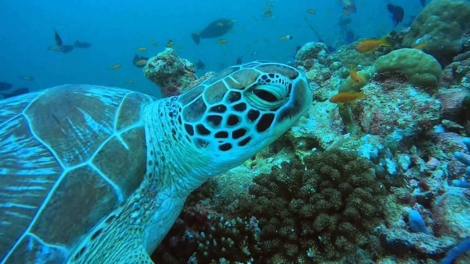 Rasdhoo Rashuthere Maldives מראה חיצוני תמונה