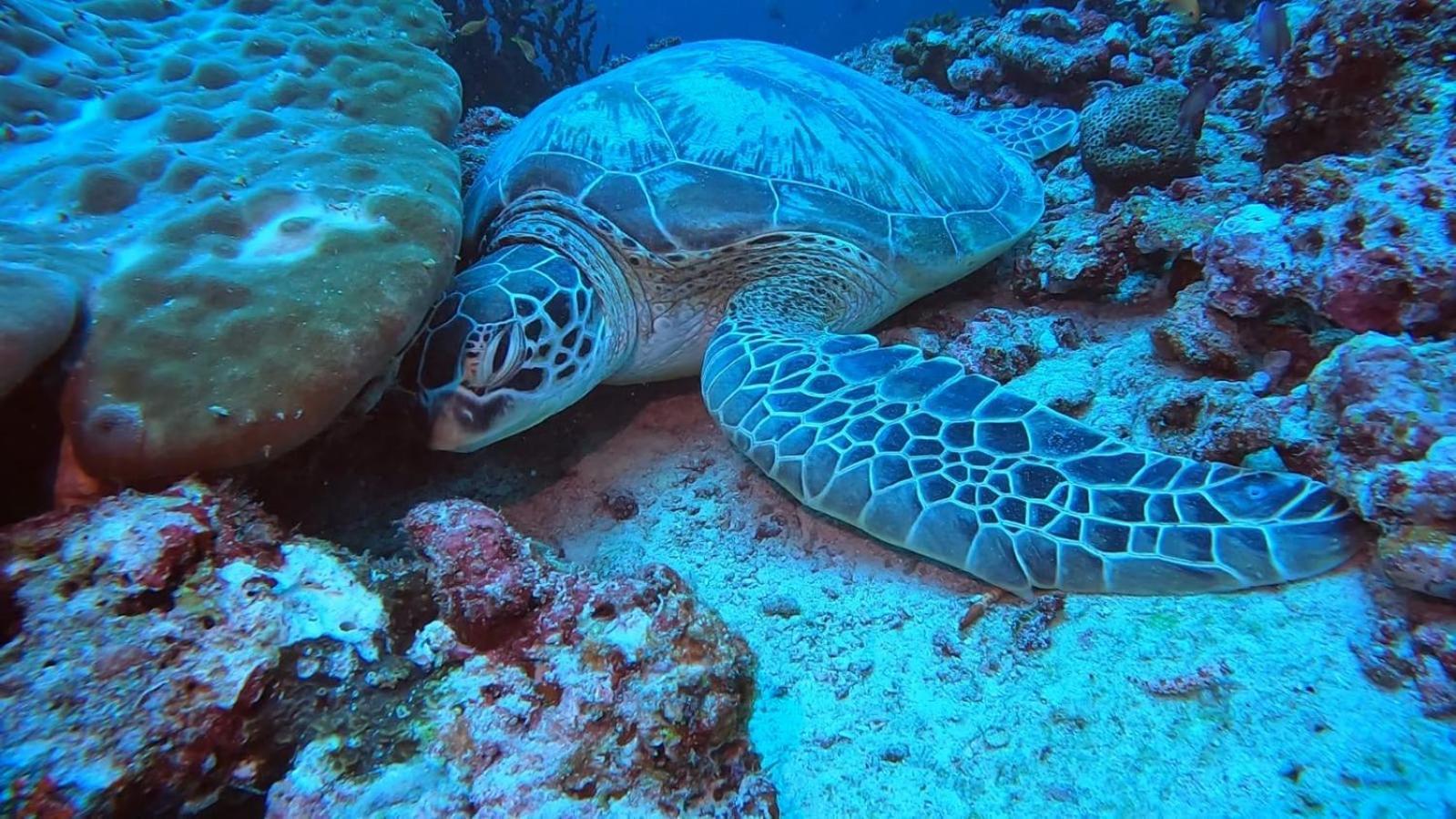 Rasdhoo Rashuthere Maldives מראה חיצוני תמונה