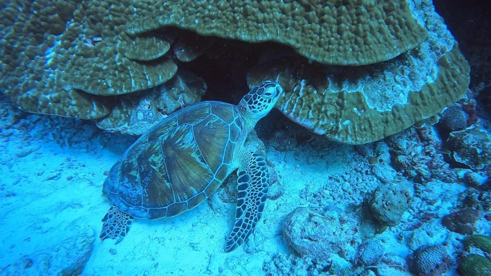 Rasdhoo Rashuthere Maldives מראה חיצוני תמונה